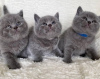 Photo №1. british shorthair - for sale in the city of Paris | Is free | Announcement № 109316