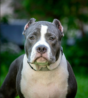 Photo №4. I will sell american bully in the city of St. Petersburg. from nursery, breeder - price - Negotiated