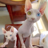 Photo №2 to announcement № 10648 for the sale of sphynx cat - buy in United Arab Emirates private announcement