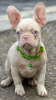 Photo №2 to announcement № 120955 for the sale of french bulldog - buy in Serbia breeder