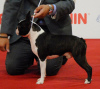 Additional photos: Boston terriers