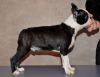 Photo №4. I will sell boston terrier in the city of Москва. from nursery - price - negotiated