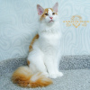 Photo №2 to announcement № 7708 for the sale of maine coon - buy in Russian Federation from nursery, breeder