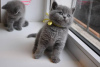 Photo №1. british shorthair - for sale in the city of Münster | 317$ | Announcement № 126186