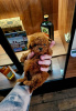 Photo №3. Toy and mini poodle babies. Serbia