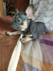 Photo №4. I will sell french bulldog in the city of Jülich. private announcement, from nursery - price - 423$