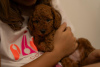 Additional photos: RED dwarf poodle puppies for sale