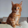 Photo №3. Cute Maine Coon Kittens For Sale. United States