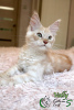 Photo №2 to announcement № 10590 for the sale of maine coon - buy in Russian Federation private announcement, from nursery, breeder