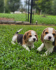 Additional photos: Beagle puppies looking for forever homes