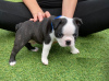 Additional photos: Adorable Boston Terrier Puppies for free adoption