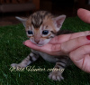 Photo №2 to announcement № 9524 for the sale of bengal cat - buy in Russian Federation from nursery