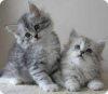 Photo №2 to announcement № 122105 for the sale of british shorthair - buy in United States private announcement