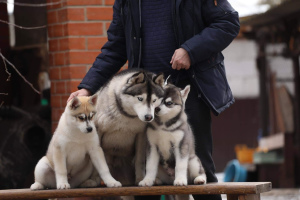 Photo №1. siberian husky - for sale in the city of Voronezh | negotiated | Announcement № 1801