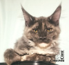 Photo №1. maine coon - for sale in the city of Kemerovo | 342$ | Announcement № 8365