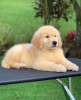 Photo №2 to announcement № 111566 for the sale of golden retriever - buy in Czech Republic private announcement