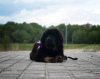 Photo №4. I will sell tibetan mastiff in the city of Brest. from nursery - price - 500$