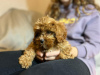 Additional photos: Cavapoo puppies