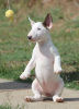 Photo №2 to announcement № 122367 for the sale of bull terrier - buy in Serbia breeder