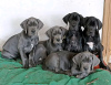 Photo №1. great dane - for sale in the city of Fujairah | 359$ | Announcement № 13798