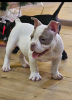 Photo №4. I will sell american bully in the city of Belgrade.  - price - negotiated