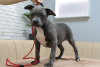 Photo №1. american staffordshire terrier - for sale in the city of Kishinev | 634$ | Announcement № 43376