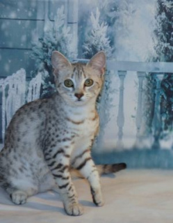 Photo №3. The first nursery in Russia Egyptian Mau is a kitten for sale, born 10/01/18. Russian Federation