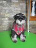 Additional photos: Miniature Schnauzer BEAUTIFUL puppies