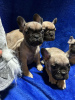 Photo №2 to announcement № 83662 for the sale of french bulldog - buy in Serbia private announcement