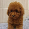 Photo №3. Red apricot toy poodle puppies 2 boy and 3 girl available. United Kingdom