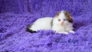 Photo №2 to announcement № 6394 for the sale of scottish fold - buy in Russian Federation from nursery