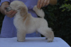 Additional photos: Miniature white Poodles