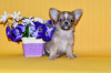 Photo №1. chihuahua - for sale in the city of Москва | 765$ | Announcement № 7873