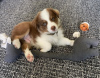 Photo №1. australian shepherd - for sale in the city of Helsinki | 350$ | Announcement № 127515