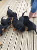 Photo №4. I will sell rottweiler in the city of Nottingham. private announcement - price - 473$