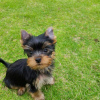 Photo №1. yorkshire terrier - for sale in the city of Birmingham | 432$ | Announcement № 30132