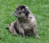 Additional photos: Pug girl with blue eyes looking for a home