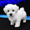 Photo №1. maltese dog - for sale in the city of Mainz | 355$ | Announcement № 12046