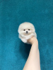 Photo №2 to announcement № 37401 for the sale of pomeranian - buy in Russian Federation breeder