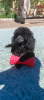 Photo №2 to announcement № 110368 for the sale of poodle (dwarf) - buy in Russian Federation private announcement