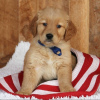 Photo №2 to announcement № 99400 for the sale of golden retriever - buy in Germany private announcement