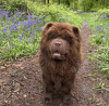 Photo №1. chow chow - for sale in the city of Munich | 528$ | Announcement № 105193