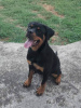 Photo №3. Rottweiler puppy. Serbia