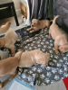 Photo №2 to announcement № 101988 for the sale of labrador retriever - buy in United States breeder