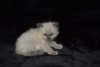 Photo №3. Cute Ragdoll kittens available for loving homes. Spain