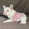 Photo №1. french bulldog - for sale in the city of Berlin | 380$ | Announcement № 122992