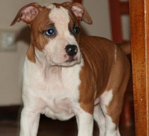 Photo №2 to announcement № 4276 for the sale of american staffordshire terrier - buy in Russian Federation from nursery