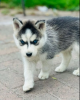 Photo №1. siberian husky - for sale in the city of Paris | negotiated | Announcement № 62775