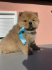 Photo №4. I will sell chow chow in the city of Temerin. breeder - price - negotiated