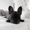 Photo №1. french bulldog - for sale in the city of Bucharest | negotiated | Announcement № 85240